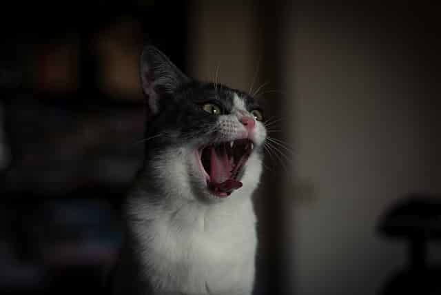 energy vampires, cat