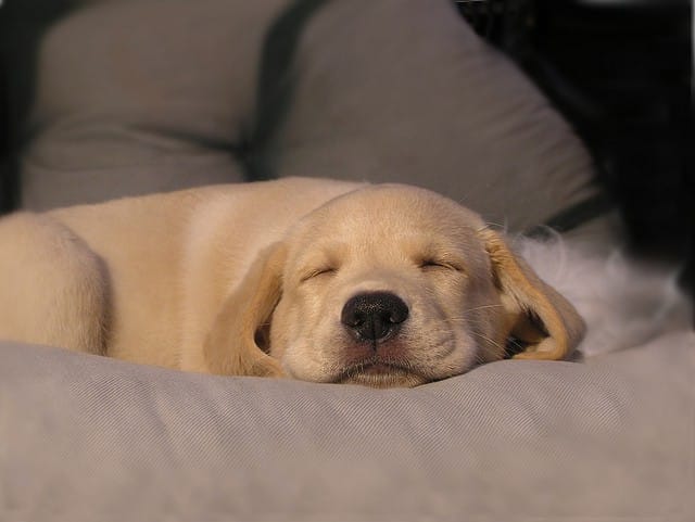 Dog sleeping state of inaction