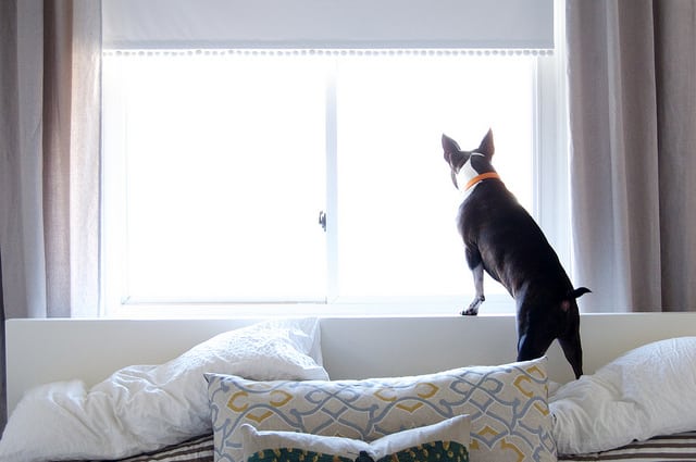 comfort zone and a dog