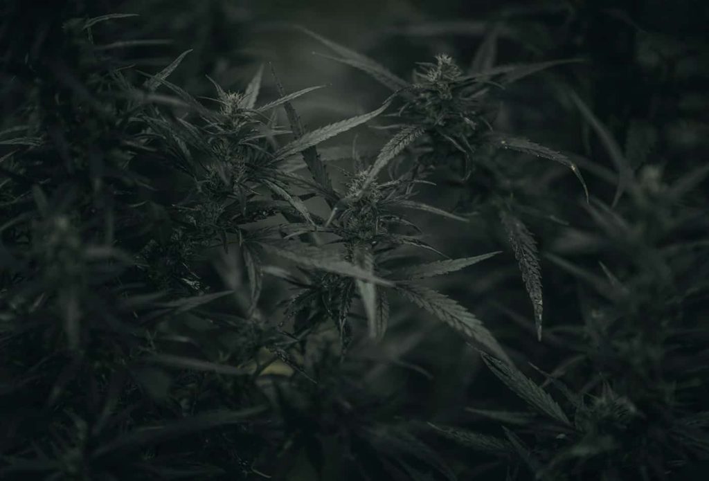 cannabis penny stocks
